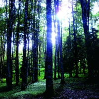 lullabier_fitoterapia