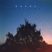orcas_yearling
