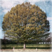 good_weather_for_an_airstrike_torpor