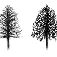 thomas_ragsdale_dear_araucaria