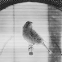 glacis_love_if_you_love_me_lie_beside_me_now