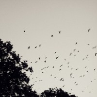 colbets_come_to_the_surface